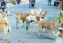 कल्याणमध्ये औदुंबर सोसायटीत रहिवाशांचा भटक्या कुत्र्यांच्या उपद्रवाविरोधात मनपेकडे आक्रोश
